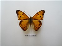 藏品(金鎧蛺蝶)的圖片